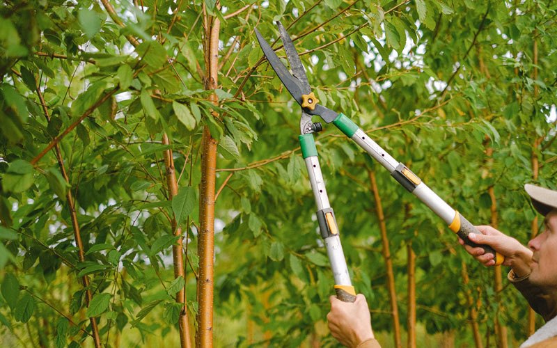 Tree trimming in Hildreth, NE