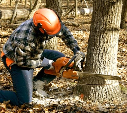 Tree Removal in Hildreth, NE